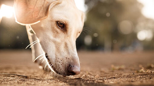Cachorro cheirando o chão