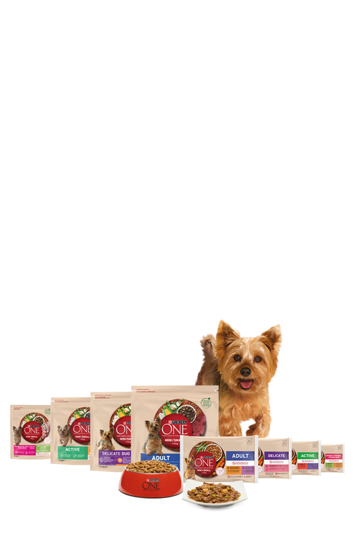 ONE dog Mini