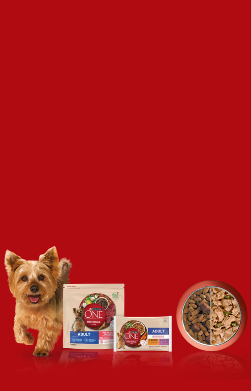 ONE dog Mini