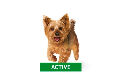 Active