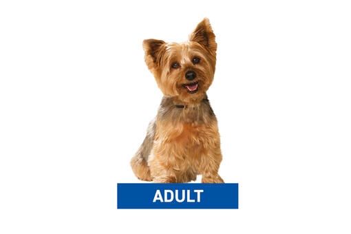 Adulto