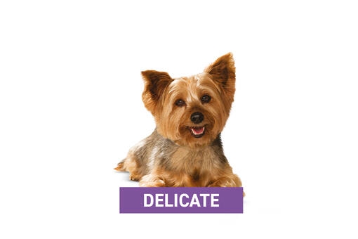 Delicate