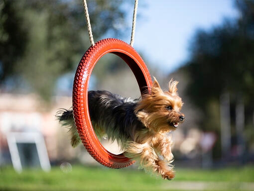 Cachorro pula pelo arco