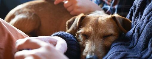 Um cão a dormir no braço de uma pessoa.