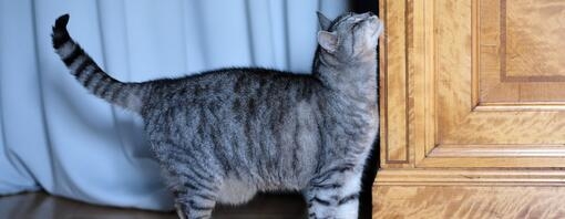 Um gato doméstico esfrega a bochecha nos móveis.
