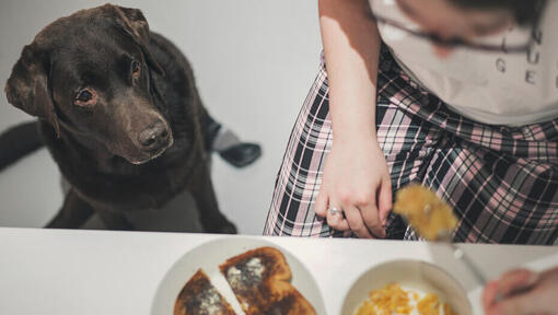 O que os cães gostam de comer? Descobre alimentos seguros