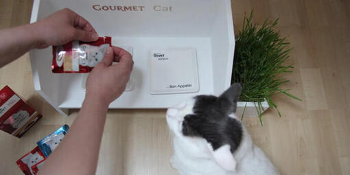 Faz o teu comedouro para gatos