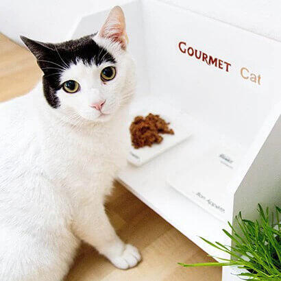 Faz o teu comedouro para gatos
