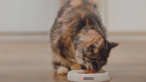 Porque é que a PURINA se preocupa com a saúde dos oceanos?