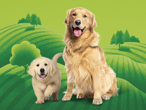 FRISKIES Cão