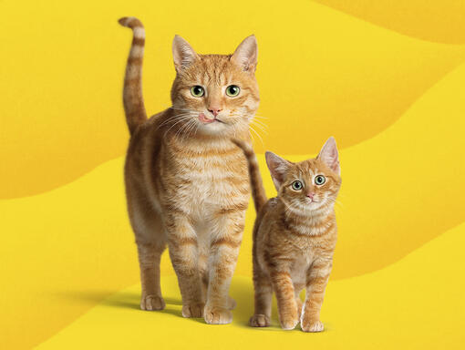 FRISKIES Gato