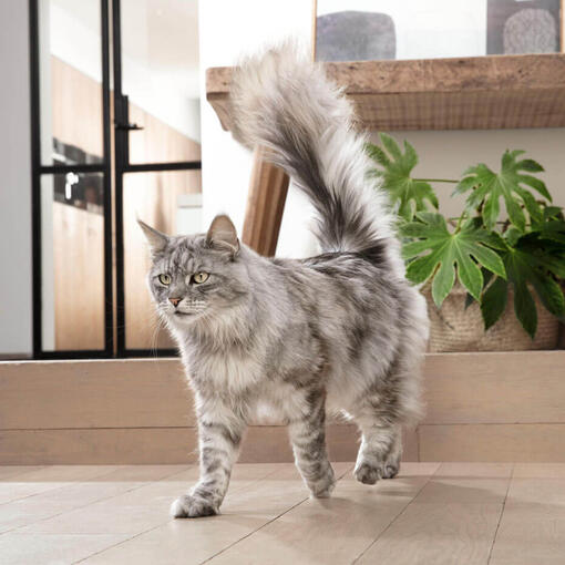 Purina One