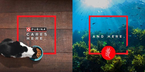 Restaurar os Oceanos com a PURINA