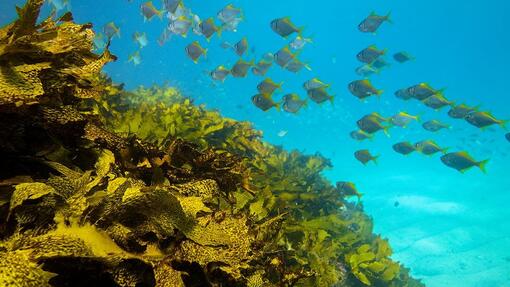 Programa de Restauração dos Oceanos da PURINA Europa