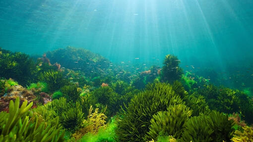 O nosso objetivo de Restauração dos Oceanos