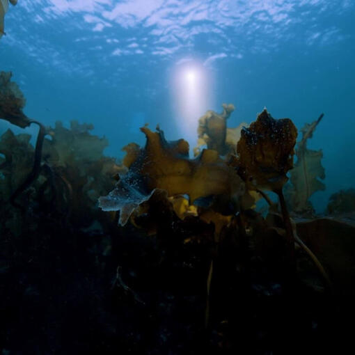 Contribuir para a Restauração dos Oceanos