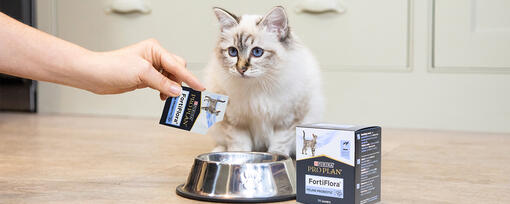 Gatinho em frente a uma tigela com o produto FortiFlora