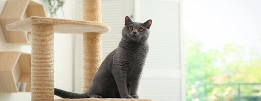 Os gatos conseguem ver fantasmas?