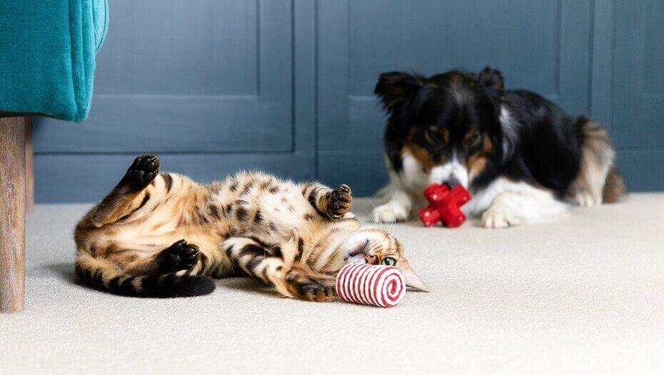 9 Creative Cat and Dog Enrichment Ideas1 Gatinho e cachorro a brincar