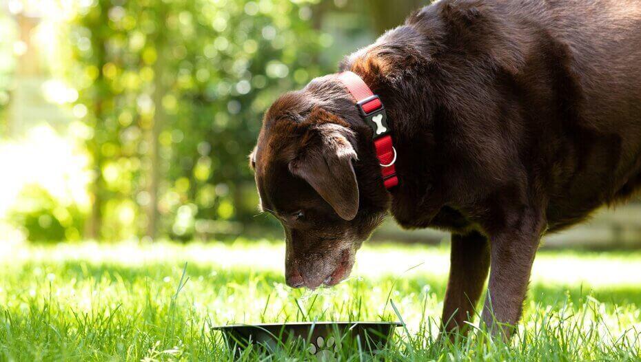 Insolação e golpes de calor em cães Manter cães frescos no verão