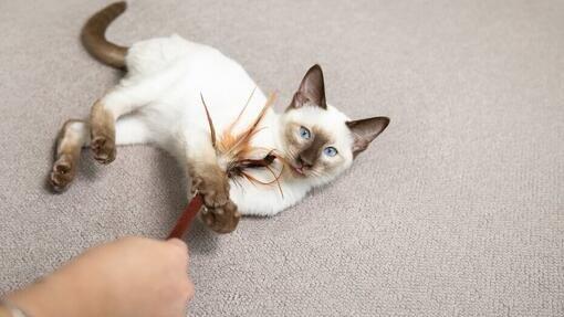 cat_playing_toy cat_playing_toy