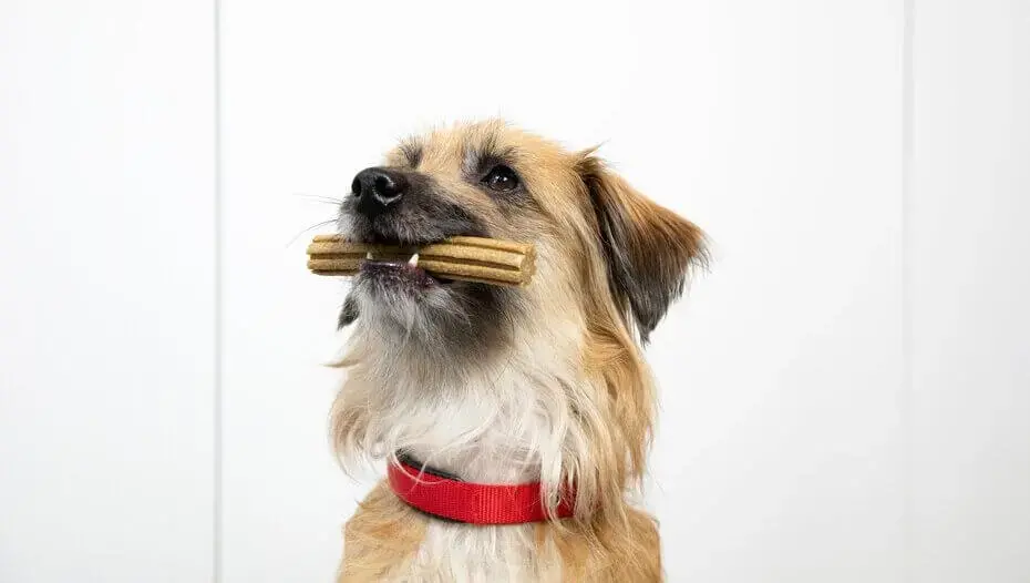 Brown dog sitting with a Dentalife stick in it's mouth