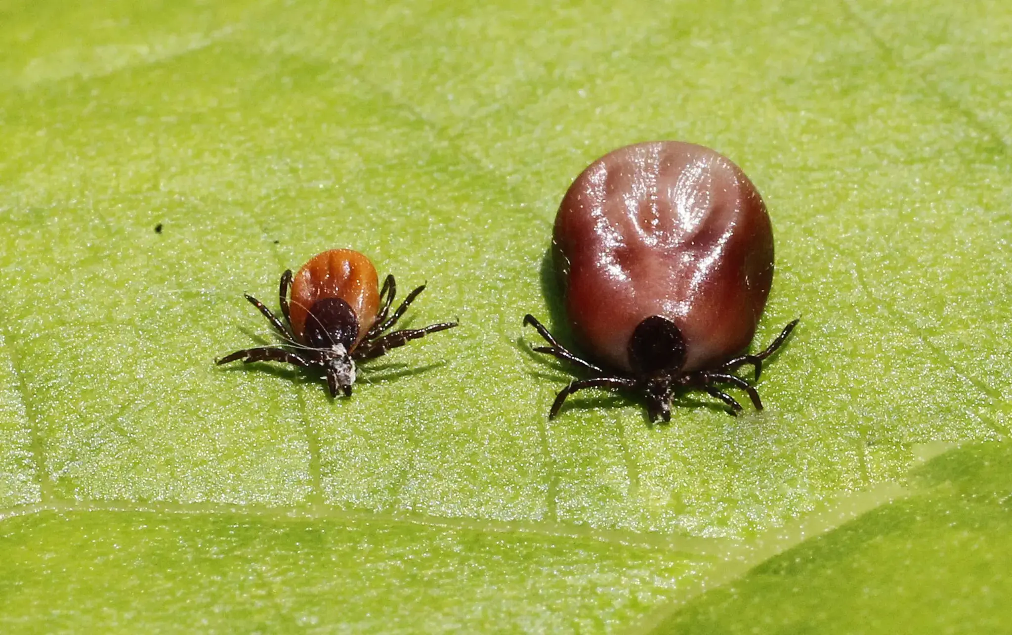 Carraça pequena e carraça grande numa folha