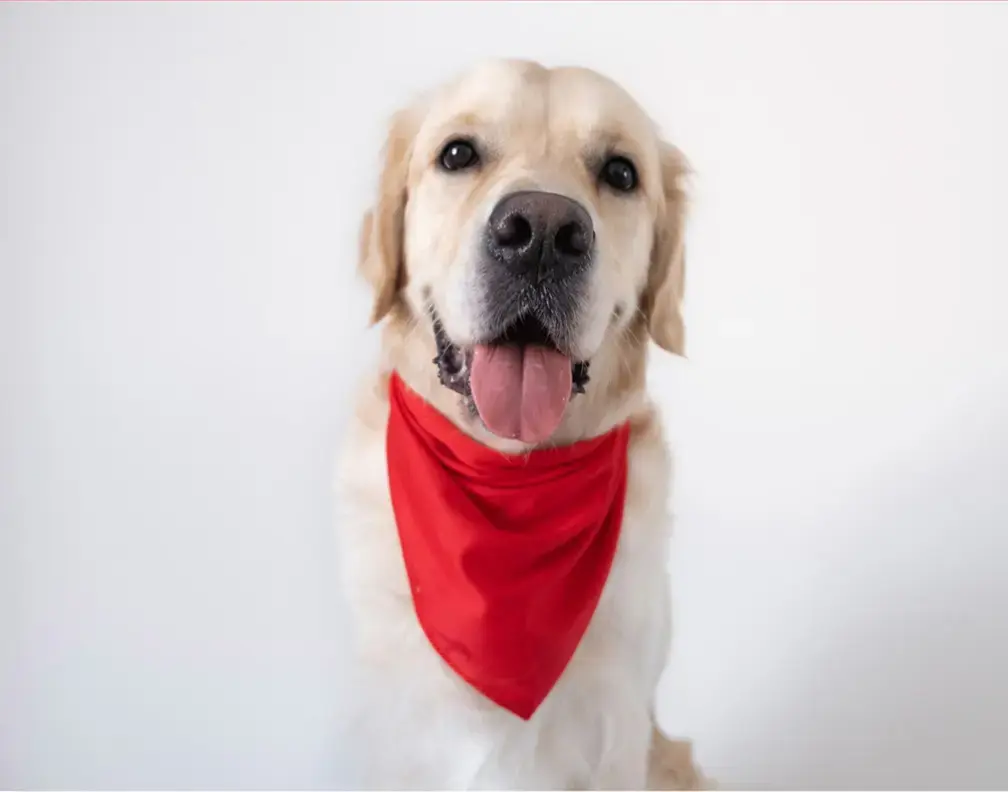 Bandana para cães DIY