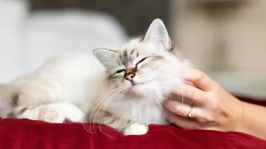 Probióticos para gatos: porque os suplementos são tão importantes